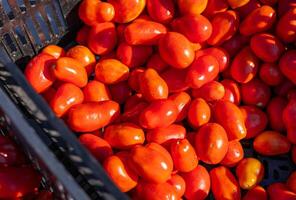Ripe tomato. Choose ripe tomato in market. Tomatoes lying on a pile on top of each other, tomato texture. Selective focus. photo