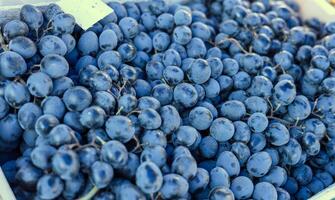 Grape or anggur on the market. Grapes can be eaten fresh as table grapes or they can be used for making wine, jam, grape juice and jelly photo