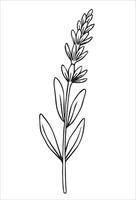 sprig of lavender flower. illustration in sketch style. vector