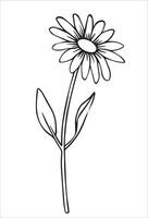 chamomile flower. illustration in sketch style. vector