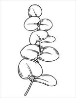 eucalyptus branch. illustration in sketch style. vector