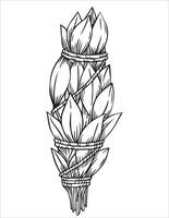 bunch of sage leaves. illustration in sketch style. vector