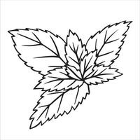 mint. illustration in sketch style. vector