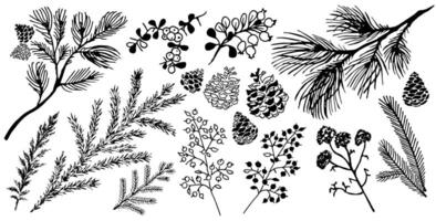 A set of hand-drawn winter botanical elements. Branches of pine, spruce, cones, winter plants, berries. vector