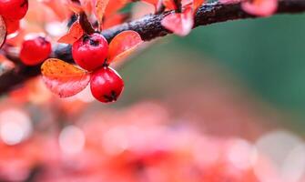 Blurred autumn background. Red fruits on a branch of cotoneaster in sunlight photo
