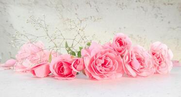 Pink roses and petals on white background. Perfect for background greeting cards and invitations photo