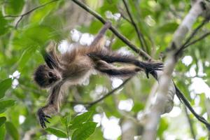 Baby spider monkey on a tree looking at you in the rainforest of Punta Laguna mexico photo