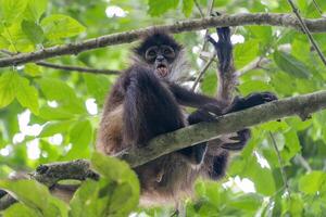 spider monkey on a tree looking at you in the rainforest of Punta Laguna mexico photo