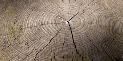 Sectional tree. Old barrel rings. Background with wood texture. Stump. Grey color. photo