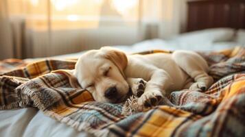 portrait labrador puppy, sleep relaxed on checkered plaid, indoor shoot photo