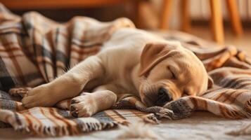 little labrador, sleep relaxed on checkered plaid photo