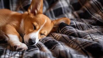 indoor shoot corgi puppy , sleep relaxed on checkered plaid , evening core photo