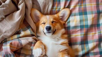 indoor shoot corgi puppy top view, sleep relaxed on checkered plaid , evening core photo