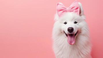 indoor shoot samoyed dog with bow on head, clean background, copy space for text photo