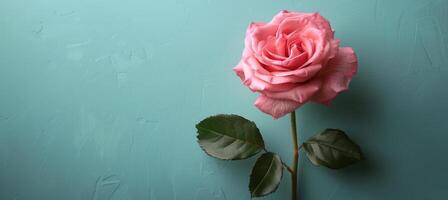 Pink Rose on Table photo
