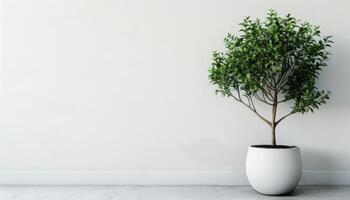 Potted Plant on White Table photo