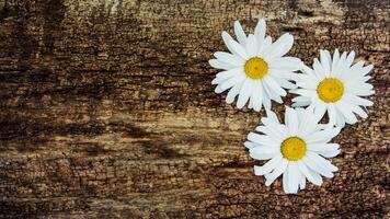 Flowers of chamomile on the background of a wooden table. With copy space photo