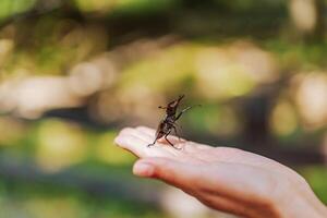 Stag beetle in hand. Lucanus cervus. Fighting beetles photo