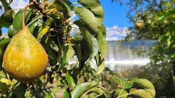 Close up of tree with growing pear on a blurred background of a vegetable garden with a greenhouse. Fruit tree on a sunny summer day. Sustainable agricultural practices, harvest, gardening concept photo