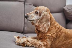 Dog Enjoying Chew Toy on Couch photo