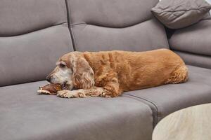 Dog Enjoying Chew Toy on Couch photo