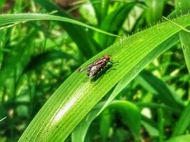 Flies perched on green leaves with horizontal view photo
