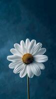 Single White Daisy Blooming Against Blue Backdrop. Nature's Beauty, Floral Elegance. photo