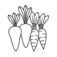 Carrots and Beets - A group of carrots and beets arranged together, outlined for a colorful root vegetable-themed coloring page. vector