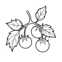 Tomatoes and Basil - A group of tomatoes leaves arranged together, outlined for a fresh garden-themed coloring page. vector