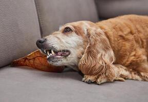 Dog Enjoying Chew Toy on Couch photo