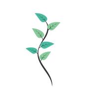 plant leaves branch isolated vector