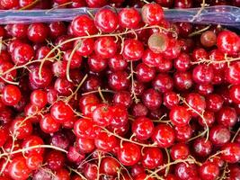 Fresh red currants as a background, top view. Red currant texture photo