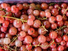 Fresh pink currants as a background, top view. Texture of pink currant photo