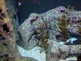 Swell shark or Cephaloscyllium ventriosum. Aquarium swims underwater. Found in the tropical and subtropical eastern Pacific Ocean. photo