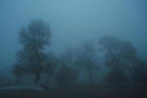 misty mystical landscape with trees in park in fog mist in winter evening photo
