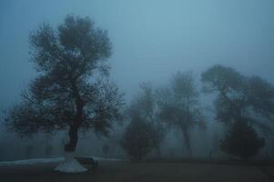 misty mystical landscape with trees in park in fog mist in winter evening photo