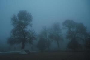 misty mystical landscape with trees in park in fog mist in winter evening photo