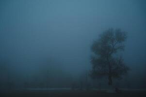 misty mystical landscape with lonely tree in park in fog mist in winter evening photo