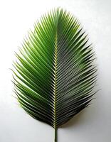A palm leaf is shown on a white surface photo