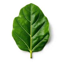 A green leaf on a white isolated background photo