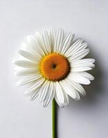 A single white daisy on a white background photo