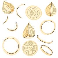 Set of onion slices and chopped onions bulbs in style. Hand drawn onion sections vector