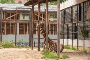 giraffe resting in zoo enclosure photo