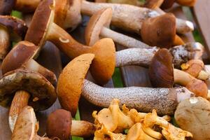 There are a lot of wild mushrooms on the table , aspen and blackberries . Mushrooms in the forest. Mushroom picking photo
