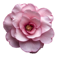 Pink camellia flower top view , flat lay design, isolated on transparent background. Elegant camellia flower with green leaves png