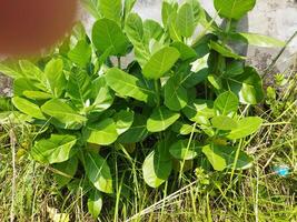 a close up of a plant with green leaves Akanda tree, this akanda is full of medicinal properties photo