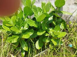 a close up of a plant with green leaves Akanda tree, this akanda is full of medicinal properties photo