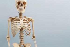 Studio Photo of Human Skeletons Displayed Side by Side on a Neutral Background