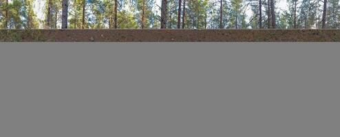 Panoramic red pine forest, Pinus brutia. photo