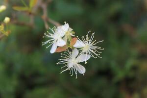 Pure White Blossom in Bloom photo